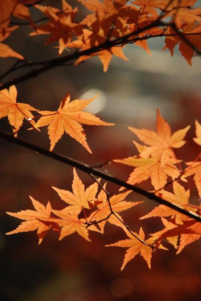 茨城紅葉旅、大子永源寺を包んだ紅葉