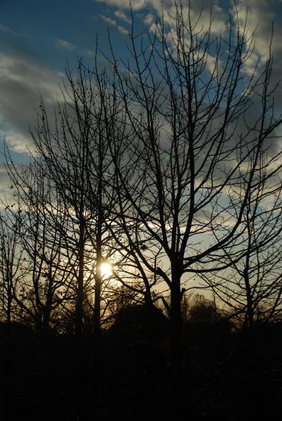 茨城紅葉旅、秋の終わり偕楽園の紅葉