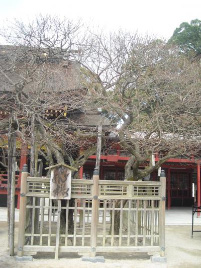 年末恒例　一人旅　IN　太宰府