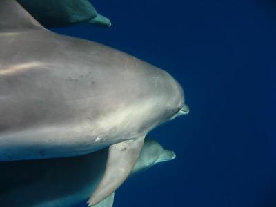 ３度目の小笠原