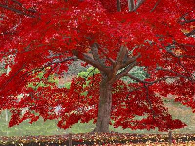 師走　奈良　京都行−１８　仙洞御所（下）