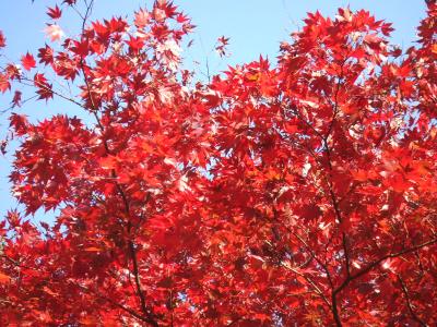 紅葉の美しかった高尾山