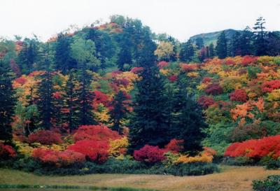 旭岳の紅葉。