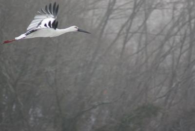 コウノトリさん、明けましておめでとう！