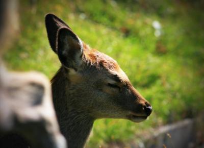 自然の素晴らしさを感じた知床五湖