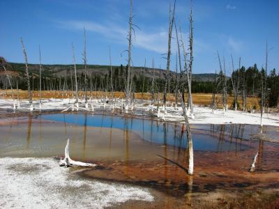 ワイオミング州の国立公園を歩く(14) バイソン集う、ブラック・サンド・ベイスン Black Sand Basin ～2008年夏休み～