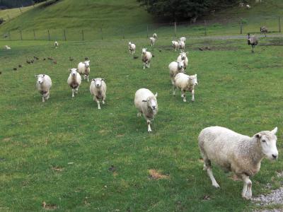 NZ アグロドーム