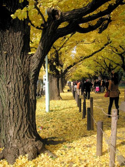 東京散歩（６）神宮外苑　～紅葉～