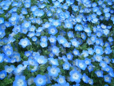 那珂湊ドライブ～ネモフィラ