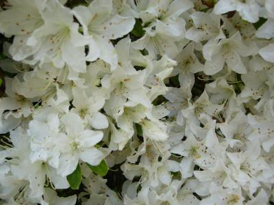 五大尊つつじ公園