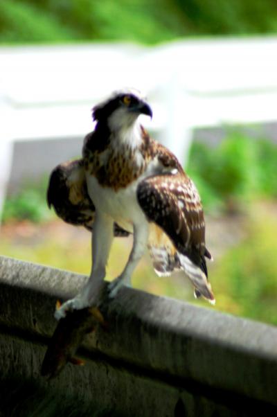 投稿訂正 偶然 クマタカ(ミサゴでした) 異常接近撮影成功