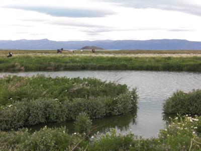 2008年冬 アルゼンチンの旅 エル・カラファテ