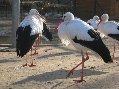 ストラスブルグ2日目　オランジェリー公園