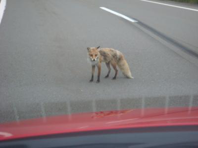 ラベンダー三昧 北海道の旅 旭山動物園編