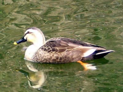 都筑中央公園へお散歩