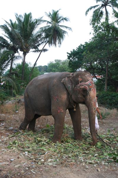 インド・ゴアの人々、動物たちは、2008