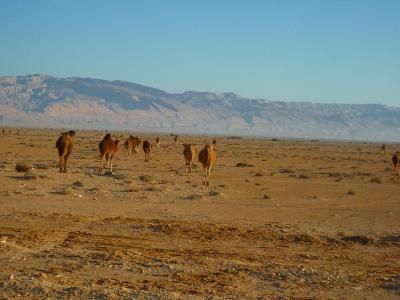 だ～るまさんが～こ～ろんだぁ！！～チュニジアの砂漠～２巻