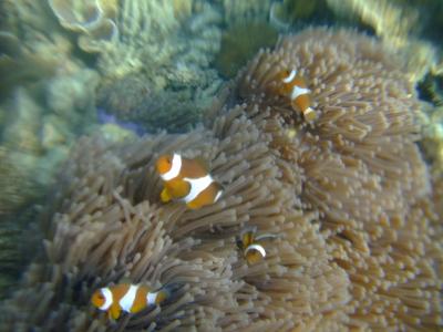 ニモアイランド　ラワ島の旅二泊三日