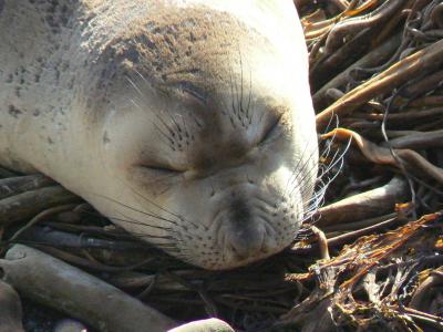 あざらしを求めて モントレー☆17マイルドライブ☆BIGSUR ~08ー09 サンフランシスコ年越し旅 4~