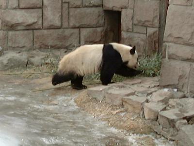 北京3日間　3日目「大熊猫」　