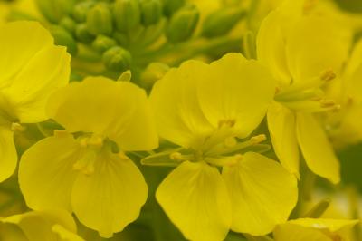 ひと足早い春を見つけに伊豆高原へ女4人珍道中！?伊豆海洋公園からお宿「きらの里」