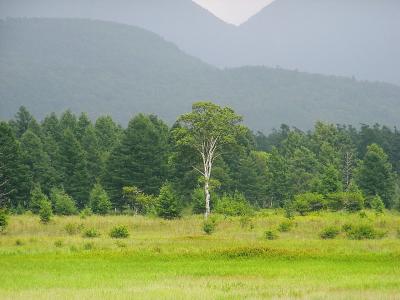 爽やか＆絶景　夏の日光　日帰り旅　?　【 戦場ヶ原ウォーキングと吹割の滝 】