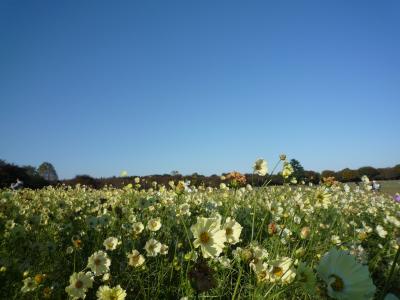 秋の気配の昭和記念公園