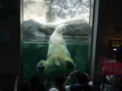 旭山動物園はかわいかった。