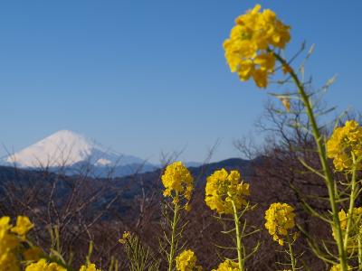 富士山には菜の花が似合う　湘南　吾妻山−２　２００９