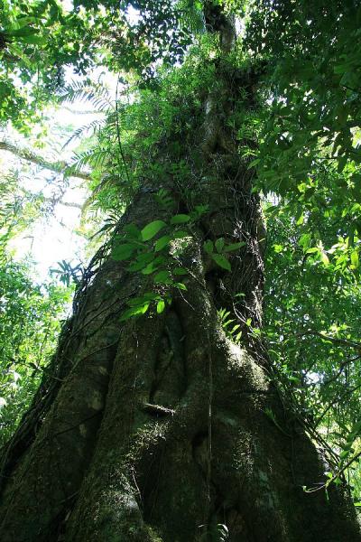 世界遺産の熱帯雨林パート２・ディンツリー国立公園