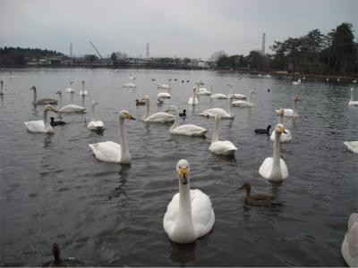 大塚池へ。白鳥に会いに2009