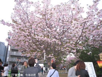 大阪造幣局桜の通りぬけと吉野山の桜