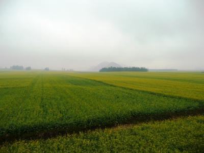 羅平、菜の花の旅？？2008年