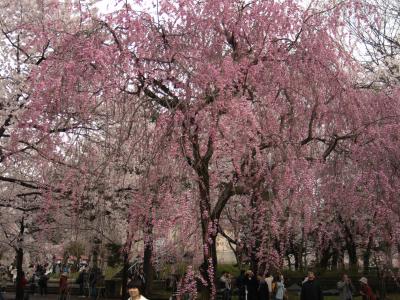 4月12日『高田の桜』