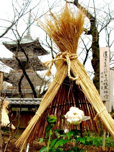 冬牡丹を鑑賞*上野東照宮ぼたん苑で　☆藁の衣に包まれて