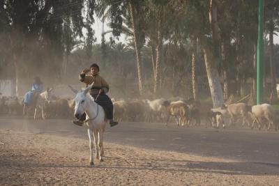 １月のエジプト