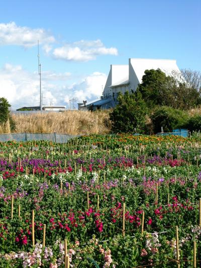 南房総の春*千倉七浦のお花畑を訪ねて　☆キンセンカは大輪で輝く