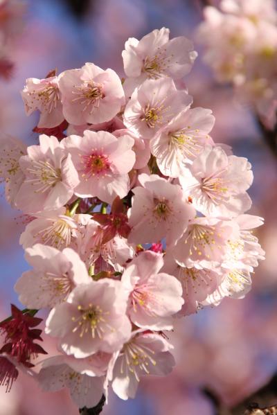 もーすぐ春ですね：熱海桜のお花見