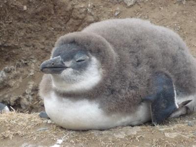 チリの南の果てで数百派のペンギンと戯れる