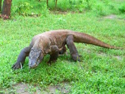 2005年1月 インドネシア コモド国立公園 世界遺産の島々【コモド島上陸編】