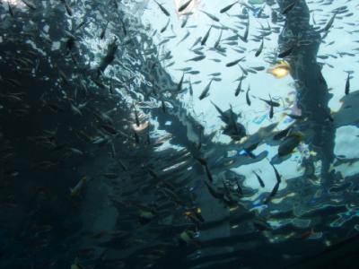 3泊4日石垣島→本島の旅「4日目-世界の美ら海水族館へ」編