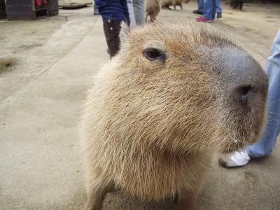 カピバラ露天風呂！！―長崎バイオパークドライブ