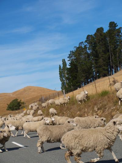 NZ東海岸エコツーリズムの旅12/19　～待望のSheep Crossingに感動＆印象的なカイコウラの町・・・・