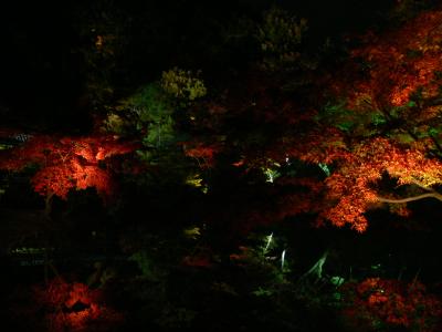 京都初心者さんの案内用紅葉めぐりの旅