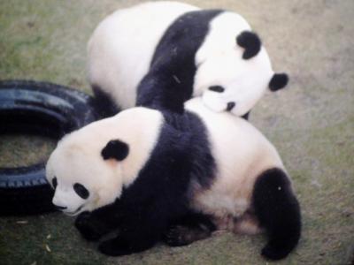 上野動物園歴代パンダ全員集合