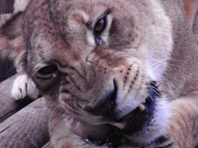 ライオンさんに会いに、多摩動物公園へ