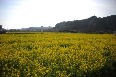 南伊豆は菜の花満開=その２=