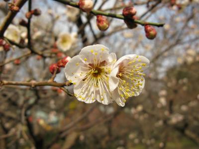 花の文化園　その１　梅園