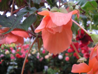 2009年 河津桜* 満喫の旅 vol.1 天城高原