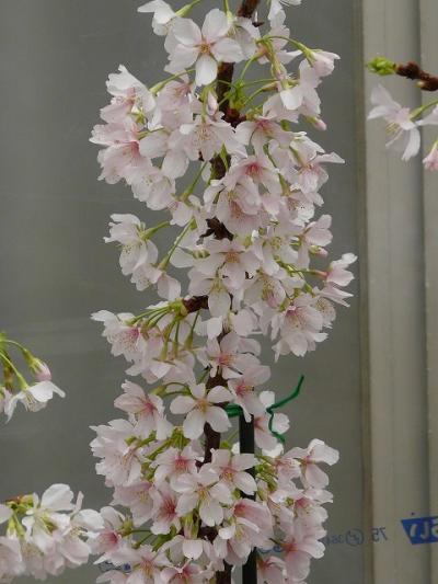 玉縄桜が見たいとフラワーセンター大船植物園へ